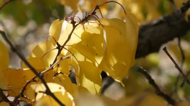 Bela Árvore Com Generosamente Coberto Com Folhagem Outono Amarelo Perto — Vídeo de Stock