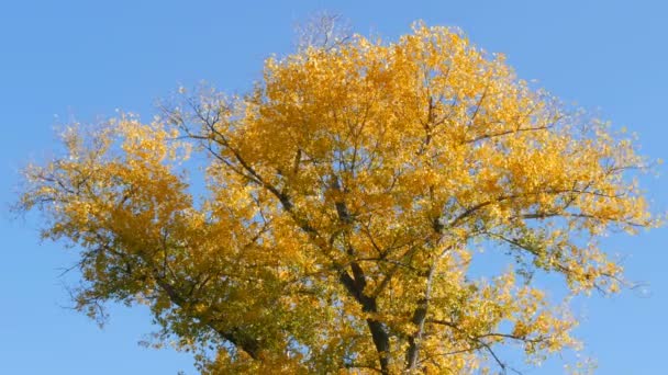 Beautiful tree with generously covered with a yellow autumn foliage — Stock Video