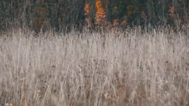 Suchý šedý stepní trávy v hlubokém podzimu — Stock video