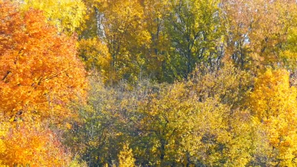 Beautiful multicolored tops of the autumn trees — Stock Video