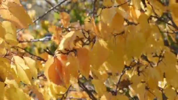 Gren med ett gult löv i skogen höst — Stockvideo