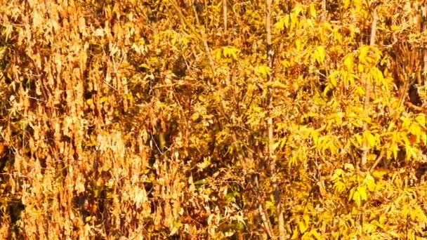 Zweig mit gelbem Blatt im Herbstwald — Stockvideo