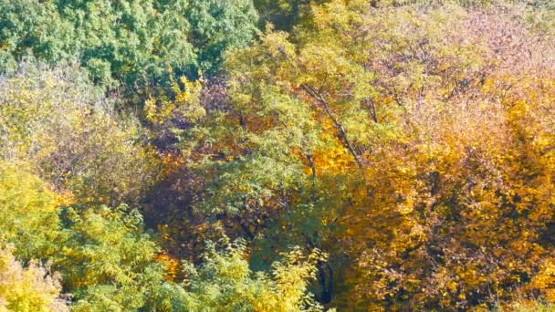 Schilderachtig landschap kleurrijke herfst bladeren aan de bomen in het bos in de natuur — Stockvideo