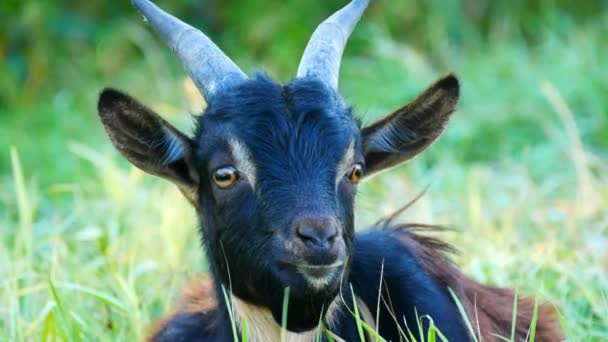 The head of funny black goat who grazes in a meadow — Stock Video
