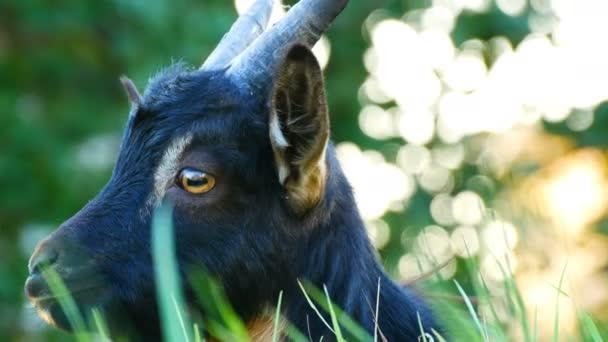 La cabeza de la cabra negra divertida que roza en un prado — Vídeos de Stock