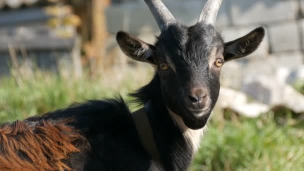 Chèvre drôle tourne la tête à la caméra plusieurs fois. Vidéo amusante originale 