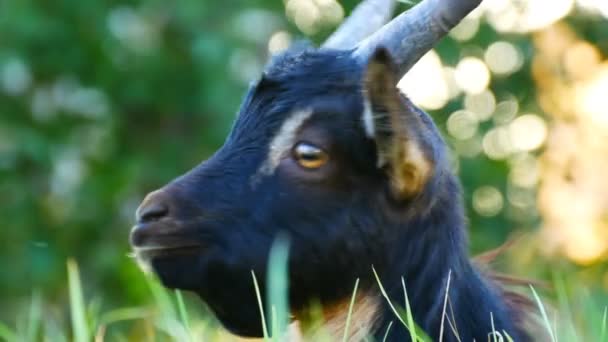 Der Kopf einer lustigen schwarzen Ziege, die auf einer Wiese grast — Stockvideo