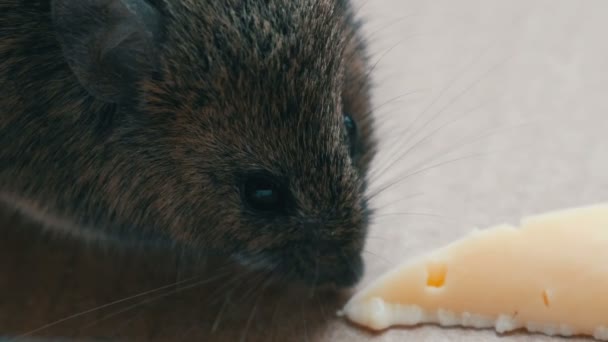 Vista de cerca de la casa hocico gris ratón comiendo pedazo de queso en una caja de cartón — Vídeos de Stock