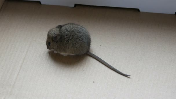 Casă gri mouse-ul stă într-o cutie de carton — Videoclip de stoc