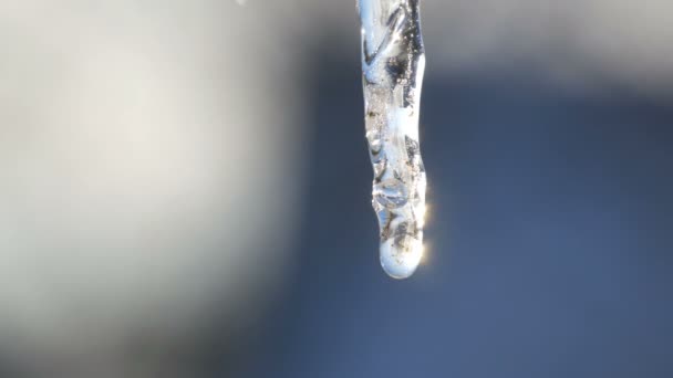 Ein dünner schmelzender Eiszapfen funkelt in der Sonne vor dem blauen Himmel. Tropfen Wasser fließen in Eiszapfen — Stockvideo