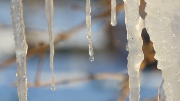 Group of beautiful picturesque icicles sparkling and iridescent melt in the sun — Stock Video