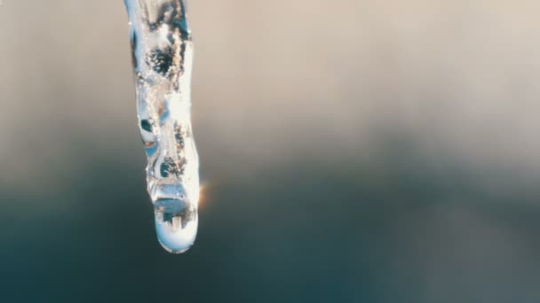 Icicle'n smälter i vårsolen strålar. Droppar vatten springa ned den smältande istapp närbild — Stockvideo