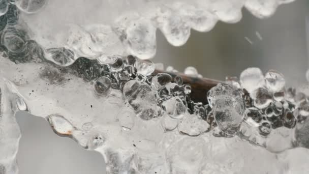 Derretendo gotejamento icicles a partir do ramo no início da primavera macro close up view. Transparente belo gelo derrete-lo caindo gotas de água são vistos — Vídeo de Stock