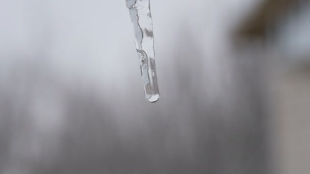 Lonely icicle melting close up view — Stock Video