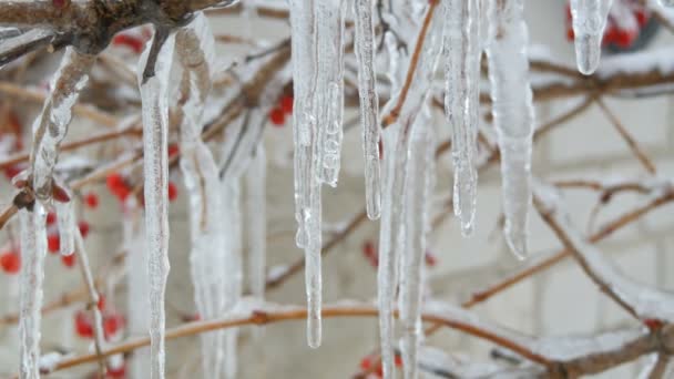 Smeltende druipende ijspegels uit de tak in vroege voorjaar macro close-up. Transparante mooie icicle smelt therethrough vallende water druppels worden gezien tegen de achtergrond van bevroren rode bessen — Stockvideo