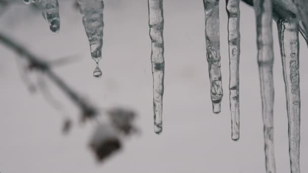 Smeltende druipende ijspegels vanaf het dak in vroege voorjaar macro close-up. Transparante mooie icicle smelt therethrough vallende water druppels worden gezien — Stockvideo