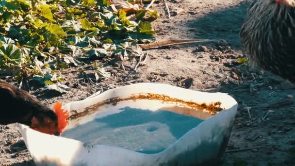 Pollos domésticos beben agua de un abrevadero en el patio rural — Vídeos de Stock