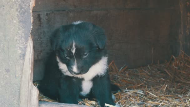 Szép aranyos vicces kis fekete-fehér magányos kiskutya ül a kutyaólban, és szomorúan néz a kamerába — Stock videók