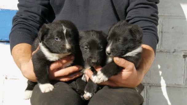 Три маленьких смешных щенка на руках у человека. Черные игривые щенки с интересной белой окраской — стоковое видео