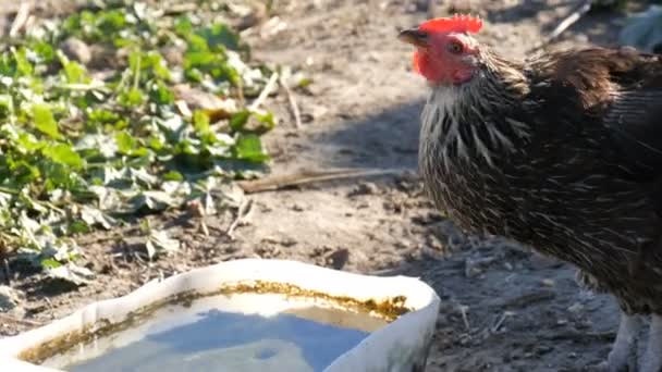 Бытовая курица пьет воду из корыта в сельском дворе — стоковое видео