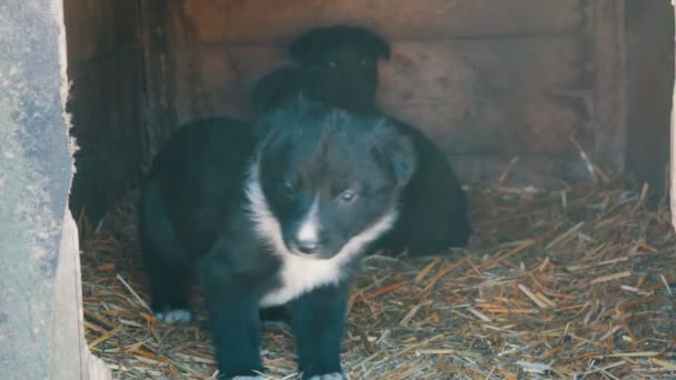 Beau mignon drôle petits chiots noirs et blancs assis dans la niche et jouer — Video