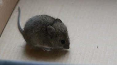 Gri ev faresi bir karton kutunun içinde oturur
