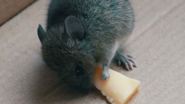 Zár megjelöl kilátás pofa ház szürke egér darab sajtot eszik egy karton dobozban — Stock videók