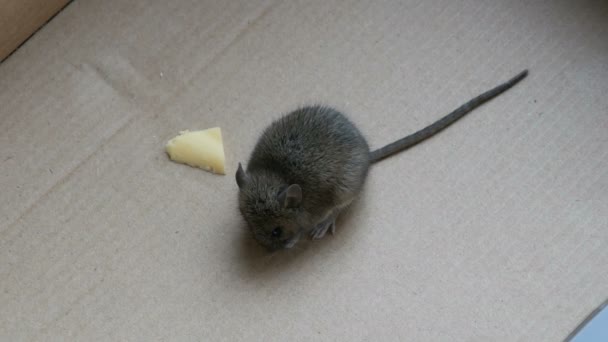 Pequeño ratón de casa comiendo queso en caja de cartón — Vídeos de Stock