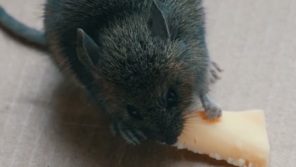 Close-up vista de muzzle casa cinza rato comendo pedaço de queijo em uma caixa de papelão — Vídeo de Stock