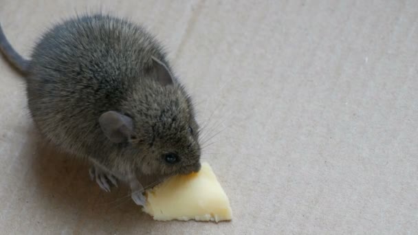 Pequeño ratón de casa comiendo queso en caja de cartón — Vídeos de Stock