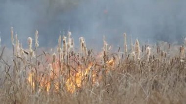 Arka plan wildfires veya orman bozkır yangında fırtına. Büyük miktarda kuru ot yüksek alevler içinde cehenneme. Yanan çalılar, ot, ağaç, yayılan yangın derin sonbaharda rüzgar.