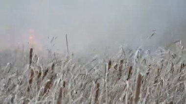 Arka plan wildfires veya orman bozkır yangında fırtına. Büyük miktarda kuru ot yüksek alevler içinde cehenneme. Yanan çalılar, ot, ağaç, yayılan yangın derin sonbaharda rüzgar.