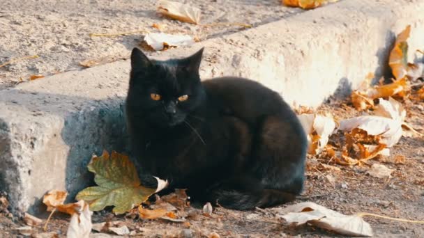 Gato preto severo com olhos amarelos brilhantes sentado na rua cercado por folhas de outono caídas — Vídeo de Stock