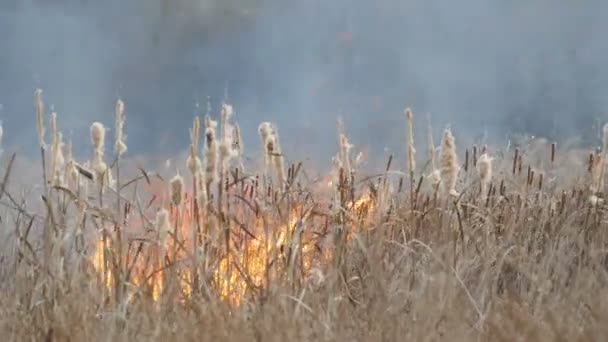 Antecedentes de incêndios florestais ou tempestades na estepe florestal. Grande quantidade de grama seca arde alto em chamas. Arbustos ardentes, grama, árvores, vento espalhando fogo no outono profundo — Vídeo de Stock