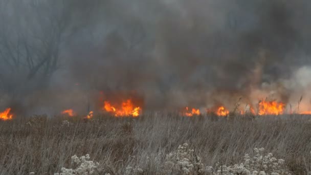 Brûler le feu dans la nature, catastrophe naturelle. Énorme flamme élevée d'un feu de tempête qui brûle l'herbe sèche et les buissons dans la steppe forestière . — Video
