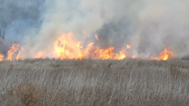 Incendios forestales o incendios en la estepa del bosque. Gran cantidad de hierba seca arde alto en llamas. Arbustos ardientes, hierba, árboles, viento esparciendo fuego en otoño profundo — Vídeo de stock