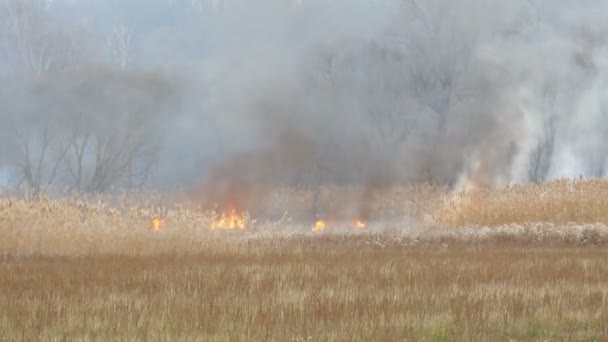 Fuego ardiente en la naturaleza, desastre natural. Enorme llama alta de un fuego de tormenta que quema hierba seca y arbustos en la estepa del bosque . — Vídeos de Stock