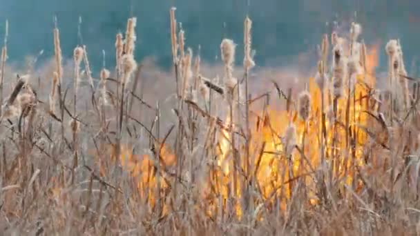 Terribile grande incendio nella steppa della foresta. Erba steppa secca brucia in autunno profondo — Video Stock