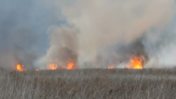 Brandend vuur in de natuur, natuurlijke ramp. Enorme hoge vlam van een storm vuur dat droog gras en struiken in de bos-steppe brandt. — Stockvideo