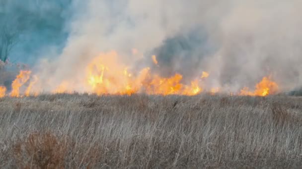 Un terrible grand feu de forêt dans la steppe forestière. L'herbe de steppe sèche brûle en automne profond 