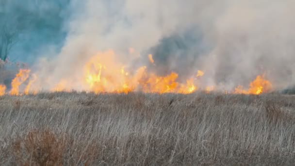 Um terrível grande incêndio na estepe da floresta. Grama de estepe seca está queimando no outono profundo — Vídeo de Stock