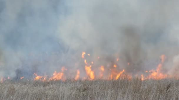 Énorme colonne de fumée provenant d'un feu élémentaire dans la steppe forestière, buissons brûlants et herbe sèche 