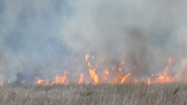 Enorme coluna de fumaça de um incêndio elementar na estepe da floresta, arbustos em chamas e grama seca — Vídeo de Stock