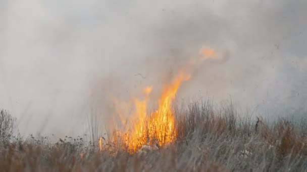 Um terrível grande incêndio na estepe da floresta. Grama de estepe seca está queimando no outono profundo — Vídeo de Stock