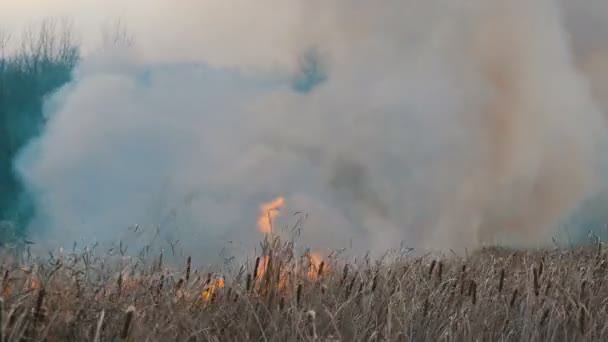 Enorme columna de humo de un fuego elemental en la estepa del bosque, arbustos ardientes y hierba seca — Vídeo de stock