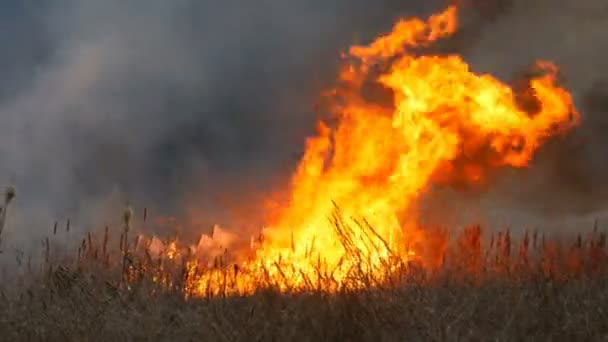 Énorme flamme élevée d'un feu de tempête qui brûle l'herbe sèche et les buissons dans la steppe forestière. Brûler le feu dans la nature, catastrophe naturelle 