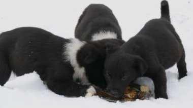 Aç yavru yemek balık kafaları demirle yuvarlak tabak. Üç sevimli komik küçük siyah beyaz yavru kar üzerinde kışın yemek..