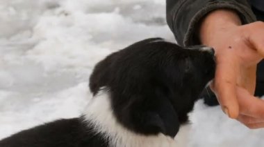 Küçük yavru erkek köpek eğitmeni eller tren