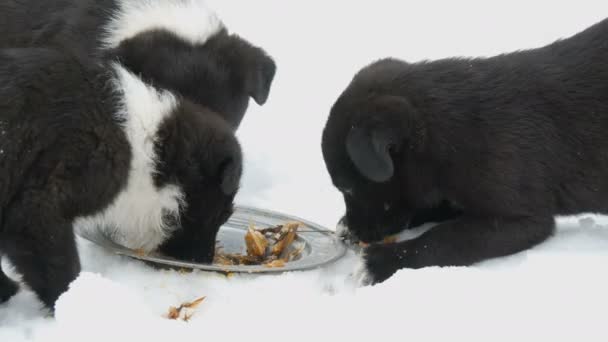 I cuccioli affamati mangiano teste di pesce con un piatto rotondo di ferro. Tre simpatici simpatici cuccioli in bianco e nero mangiano sulla neve in inverno . — Video Stock