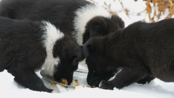 Hungry puppies eat fish heads with an iron round plate. Three cute funny little black and white puppies eat on snow in winter. — Stock Video